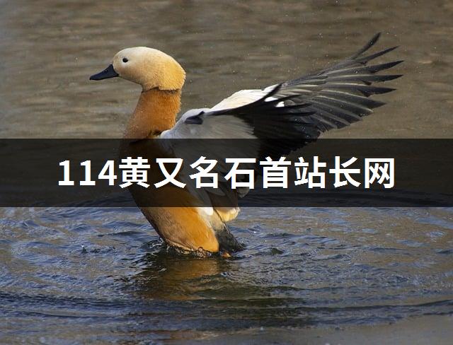 114黄又名石首站长网-1