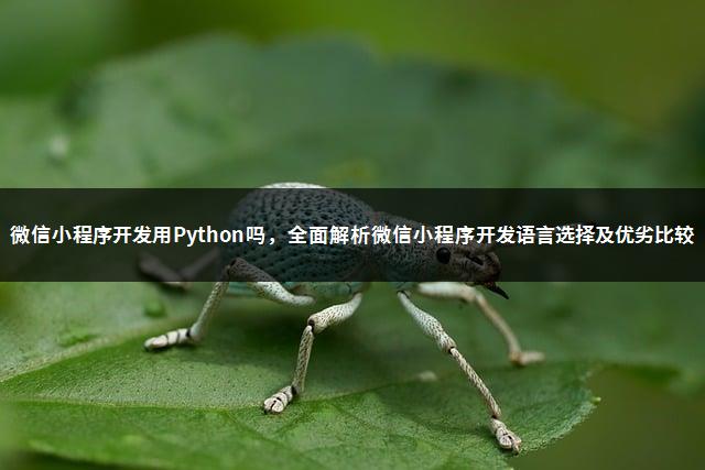 微信小程序开发用Python吗，全面解析微信小程序开发语言选择及优劣比较-1