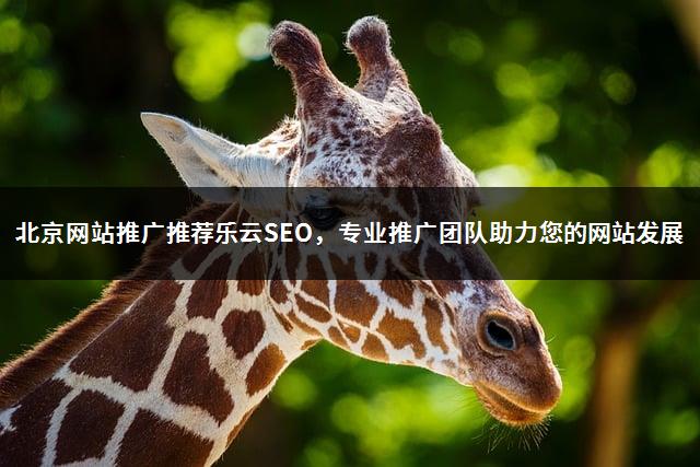 北京网站推广推荐乐云SEO，专业推广团队助力您的网站发展-1