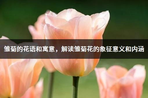 雏菊的花语和寓意，解读雏菊花的象征意义和内涵-1